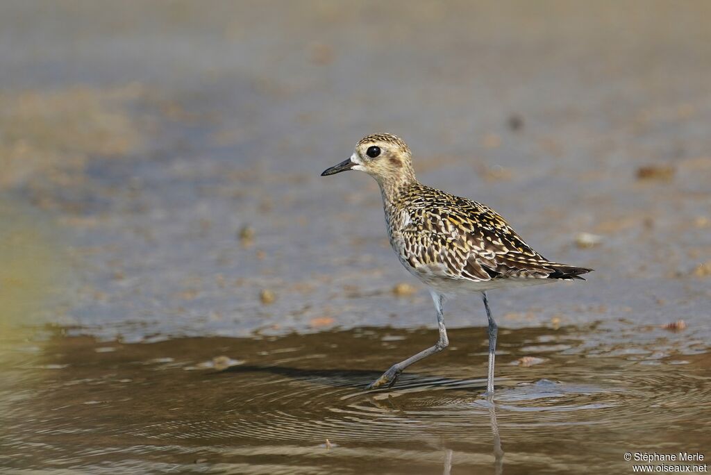 Pacific Golden Ploveradult post breeding