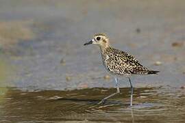 Pacific Golden Plover