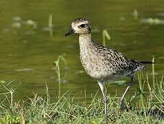 Pacific Golden Plover