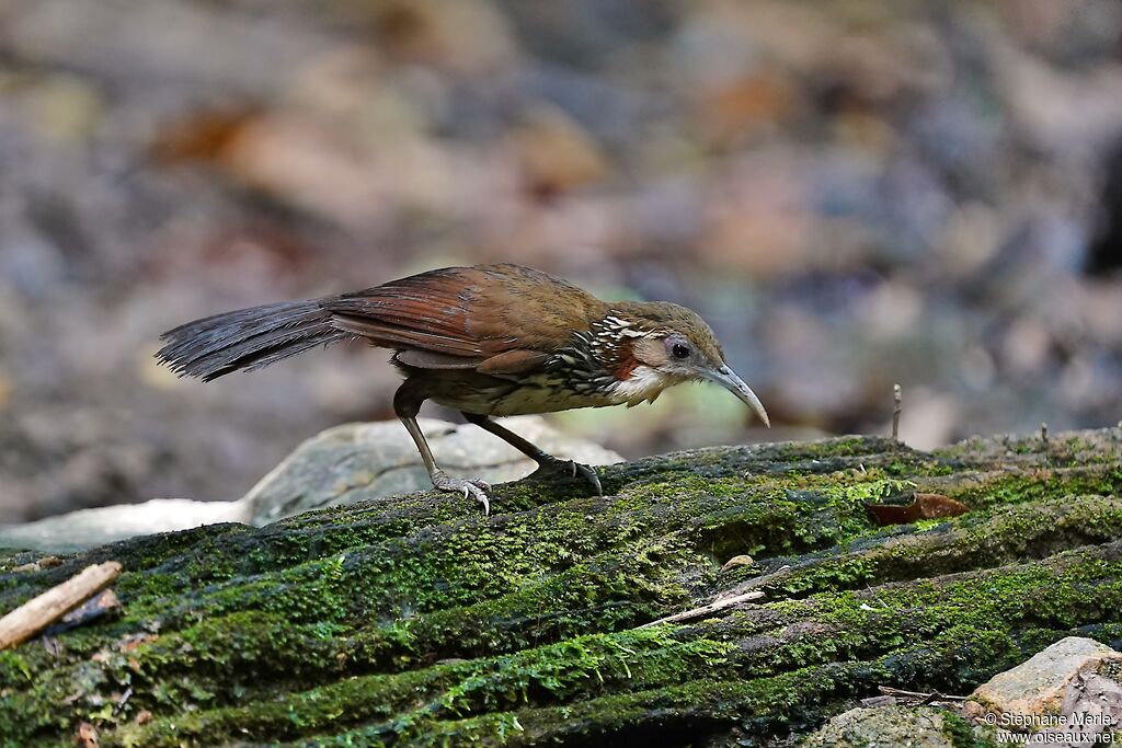 Large Scimitar Babbler