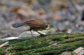 Large Scimitar Babbler