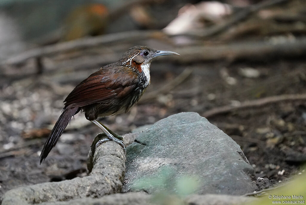 Large Scimitar Babbleradult