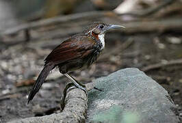 Large Scimitar Babbler