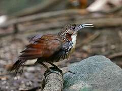 Large Scimitar Babbler