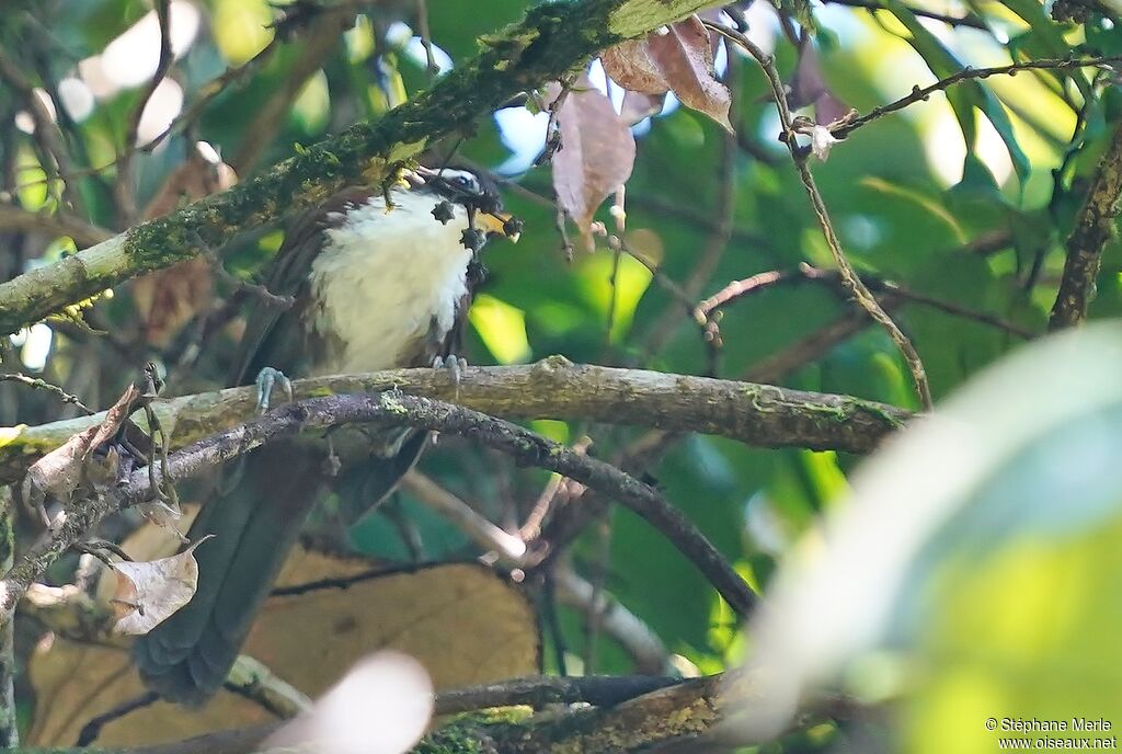 Sri Lanka Scimitar Babbleradult