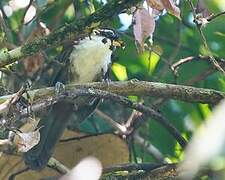 Sri Lanka Scimitar Babbler