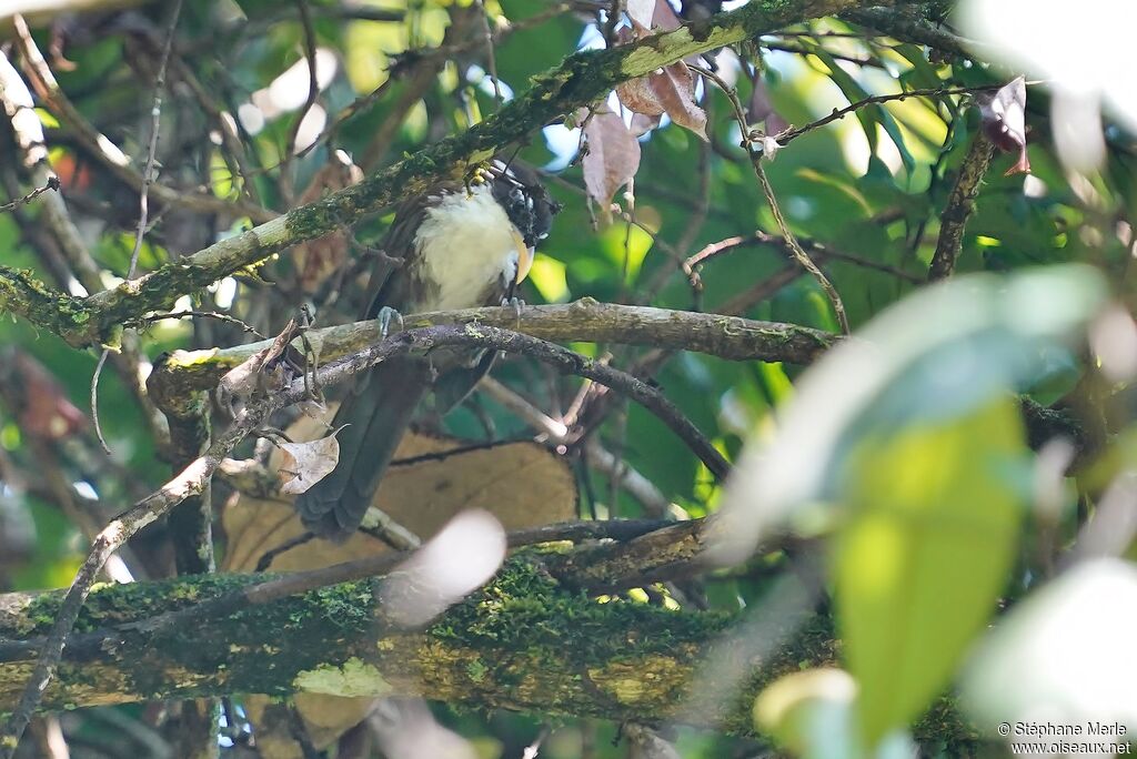 Sri Lanka Scimitar Babbler