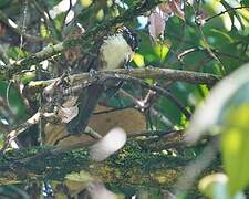 Sri Lanka Scimitar Babbler