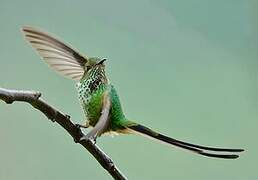 Black-tailed Trainbearer