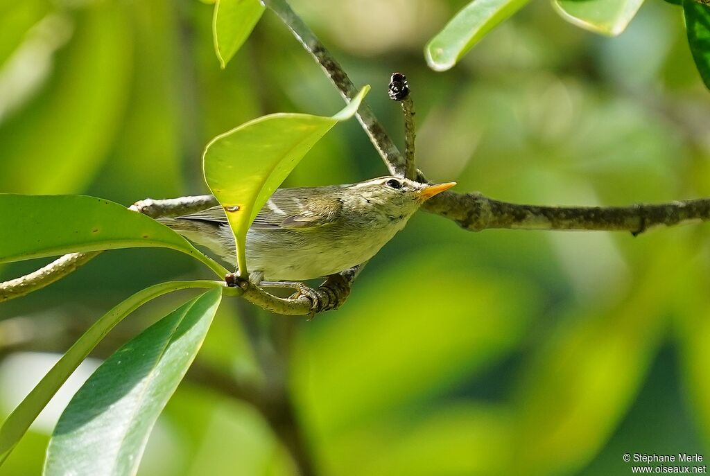 Two-barred Warbler