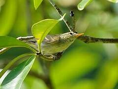 Two-barred Warbler