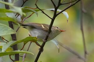 Pouillot à deux barres