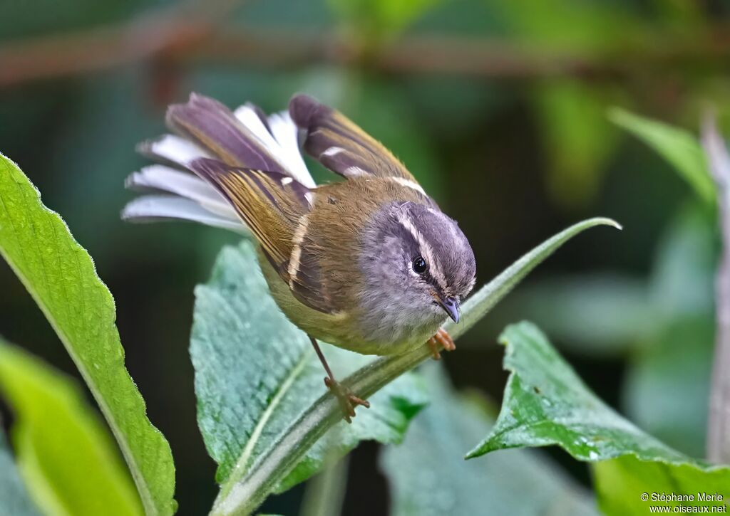 Pouillot à face grise
