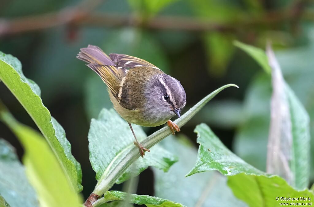 Pouillot à face grise
