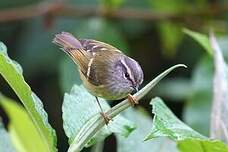 Pouillot à face grise