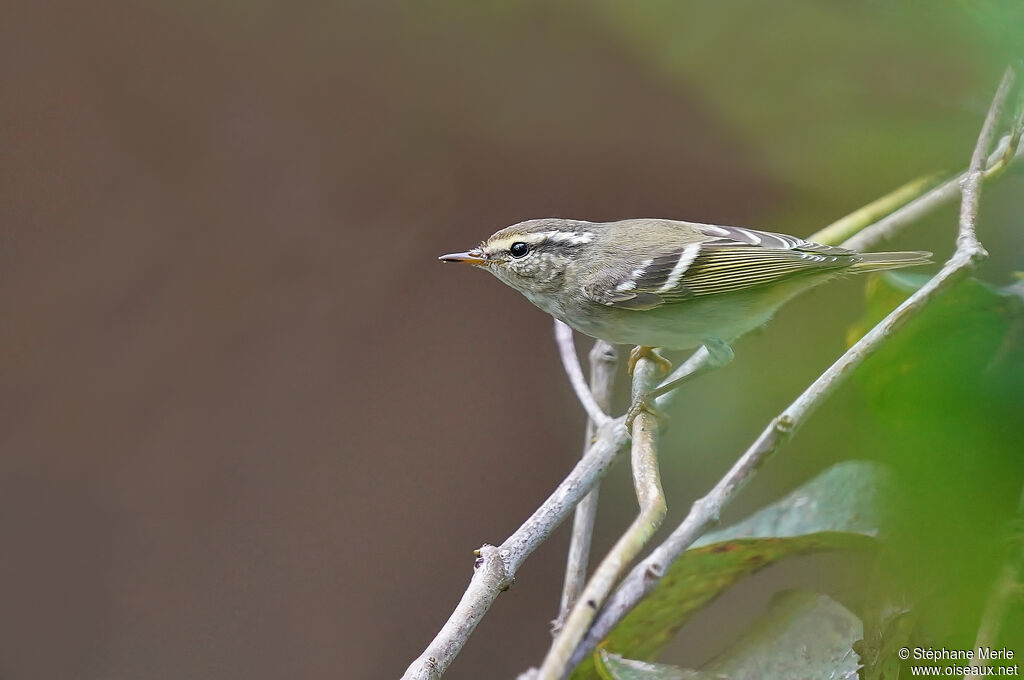 Yellow-browed Warbleradult