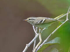 Yellow-browed Warbler