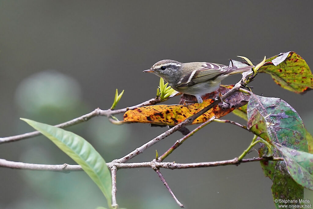 Yellow-browed Warbleradult