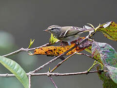 Yellow-browed Warbler