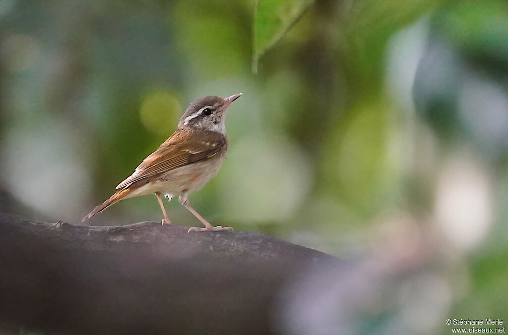 Pale-legged Leaf Warbler