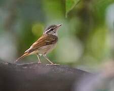 Pale-legged Leaf Warbler