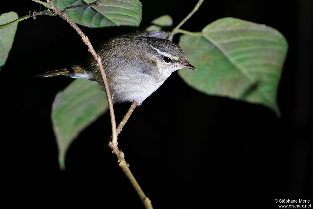 Pale-legged Leaf Warbler