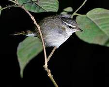 Pale-legged Leaf Warbler