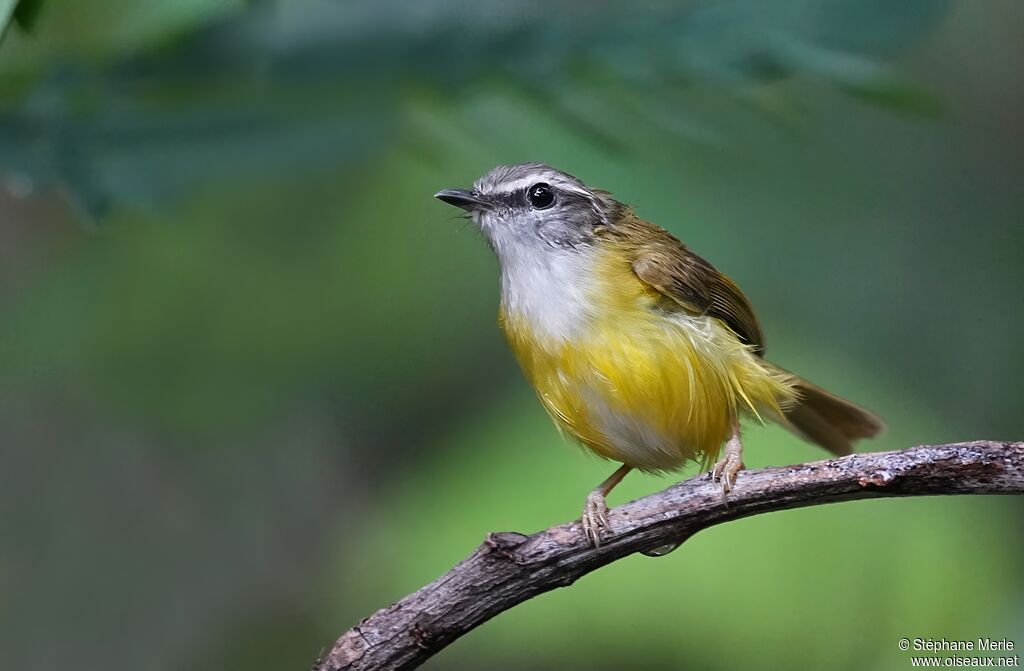 Pouillot à sourcils blancs