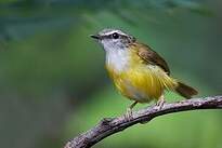 Pouillot à sourcils blancs