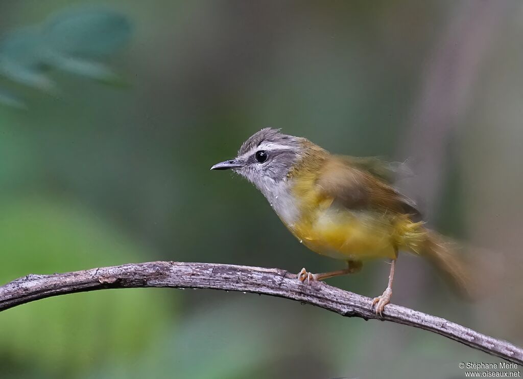 Pouillot à sourcils blancs