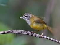 Pouillot à sourcils blancs