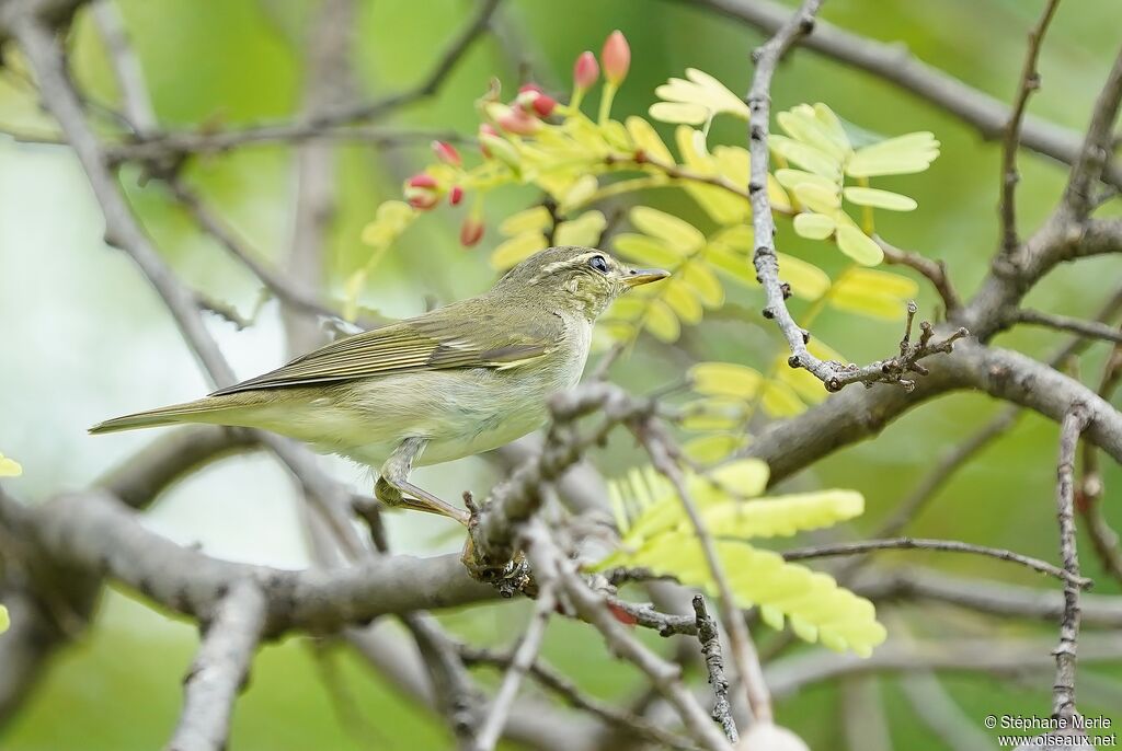 Arctic Warbler