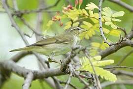 Arctic Warbler