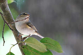 Arctic Warbler