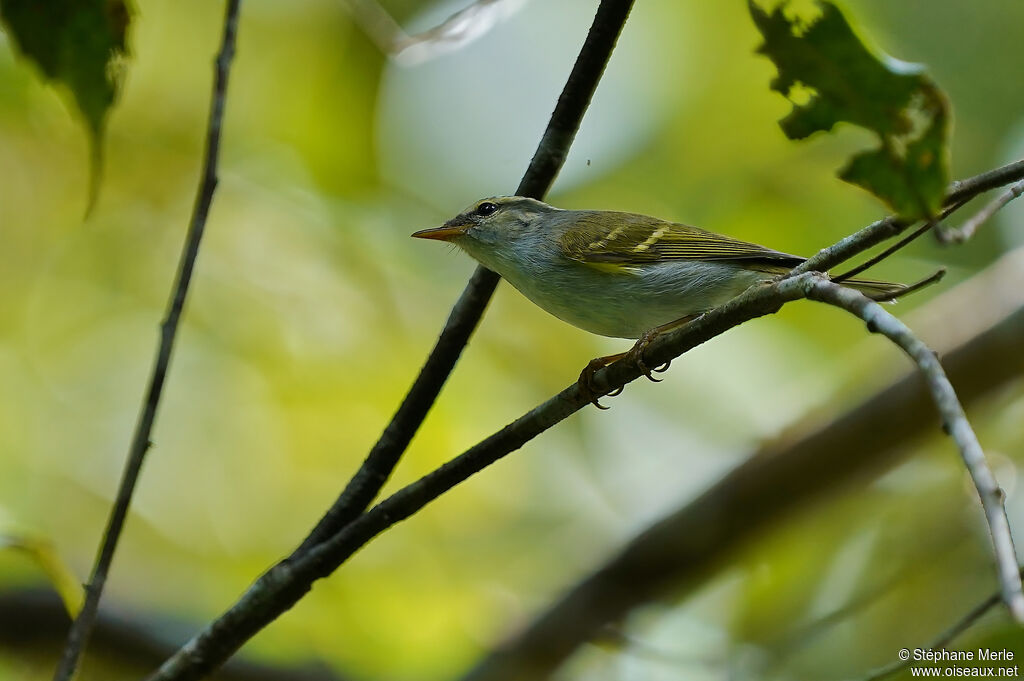 Pouillot de Blythadulte