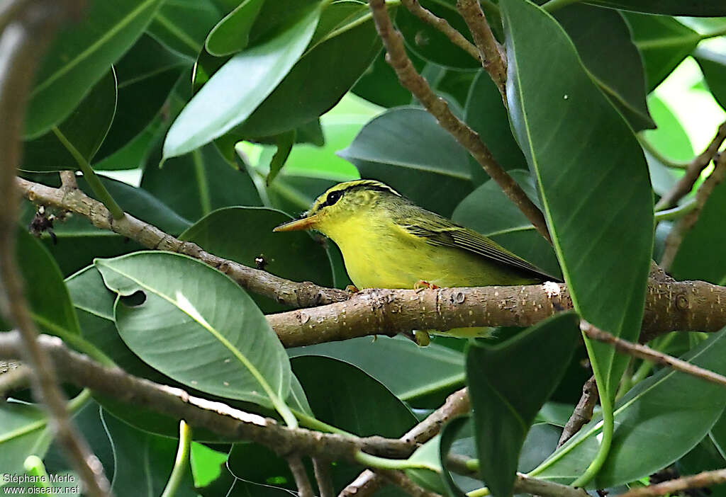 Sulphur-breasted Warbler