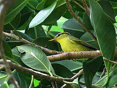 Sulphur-breasted Warbler