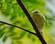 Green Warbler