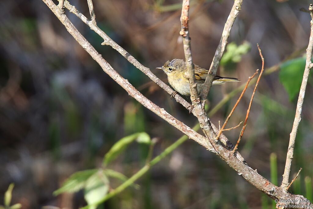 Willow Warbler