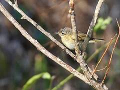 Willow Warbler