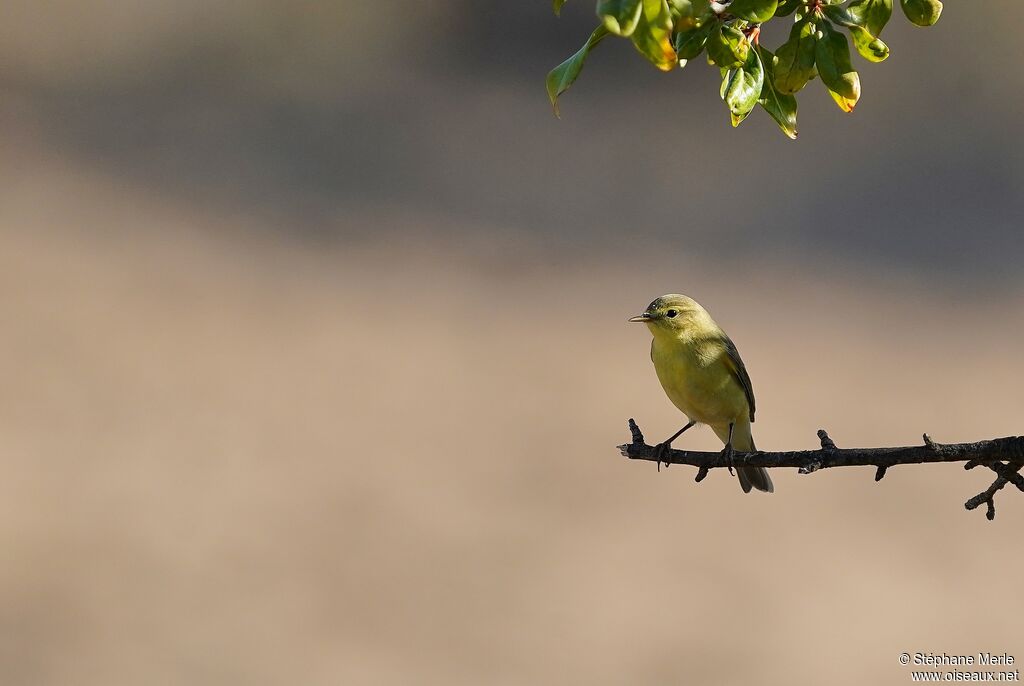 Iberian Chiffchaff