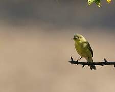 Iberian Chiffchaff