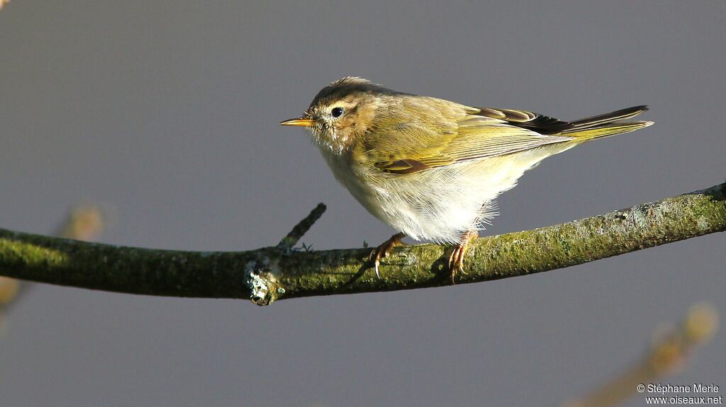 Common Chiffchaff