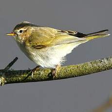 Pouillot véloce