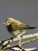 Common Chiffchaff