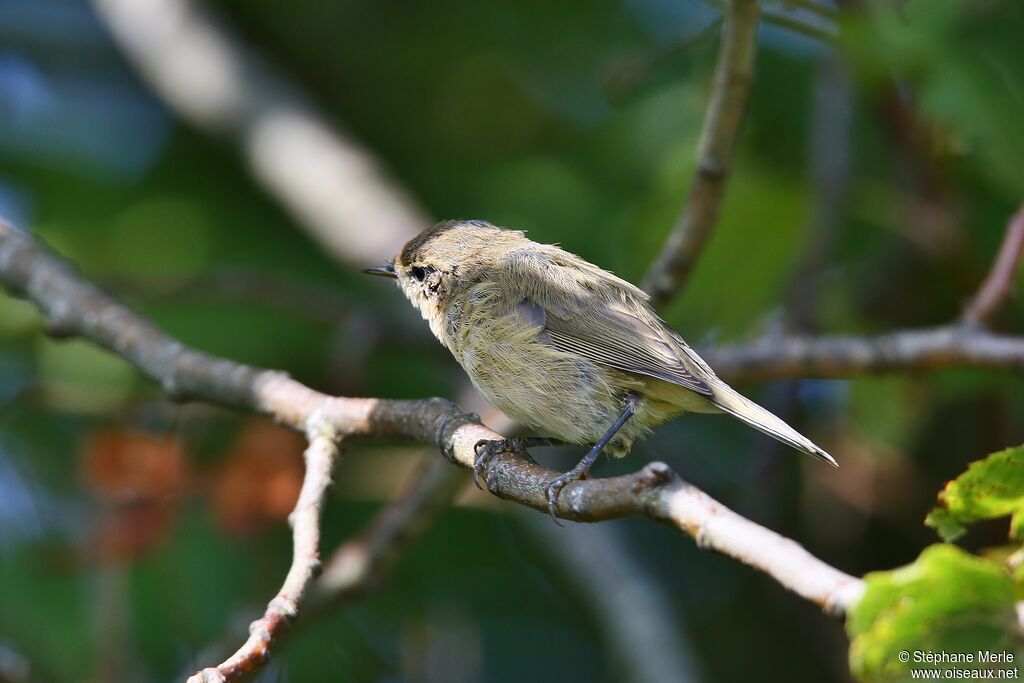 Common Chiffchaff