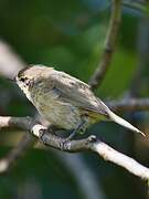 Common Chiffchaff