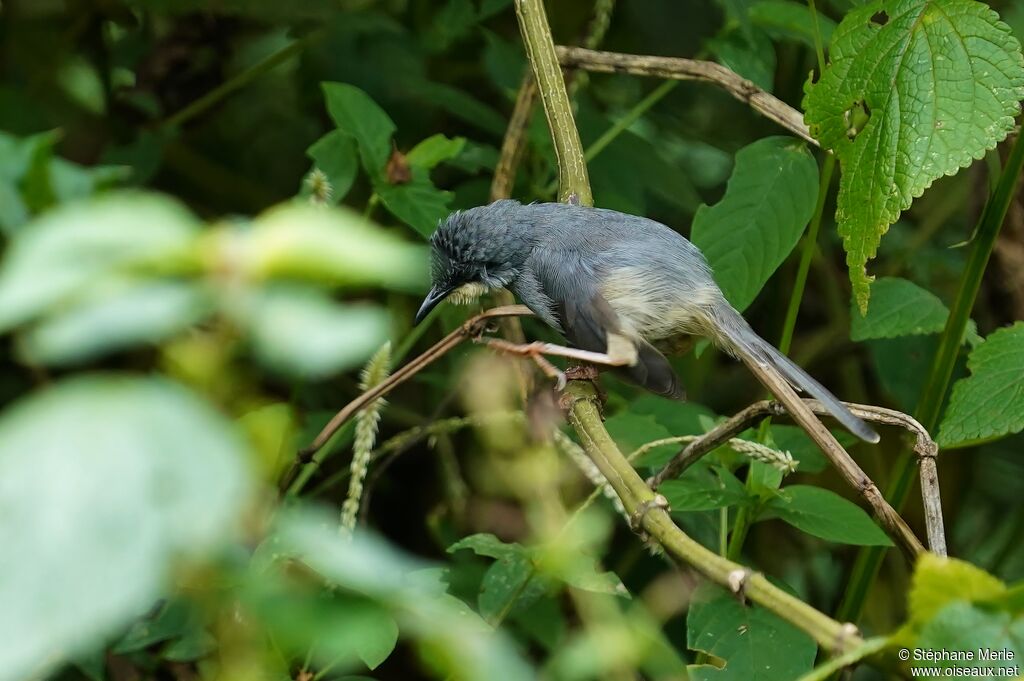 Prinia à gorge blancheadulte