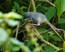 White-chinned Prinia