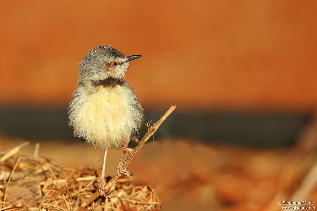 Prinia à plastronadulte